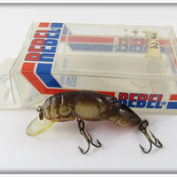 Rebel Brown Crawdad In Box