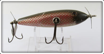 Creek Chub Redside Early Injured Minnow