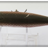 Creek Chub Redside Early Injured Minnow