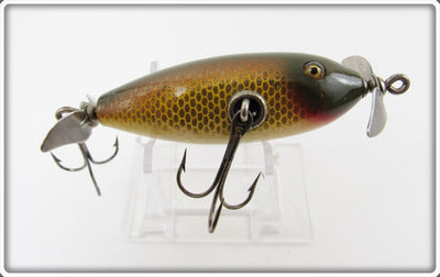 Creek Chub Golden Shiner Baby Injured Minnow