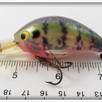 Worden's Blue & Black Spotted Timber Tiger