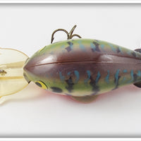 Worden's Blue & Black Spotted Timber Tiger