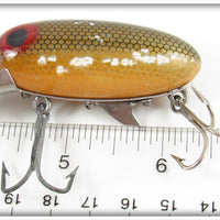 Clark's Gold Scale Dent Eye Water Scout