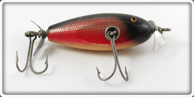 Creek Chub Dace Baby Injured Minnow