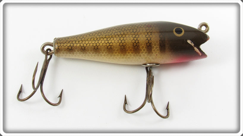 Creek Chub Pikie Scale Midget Darter