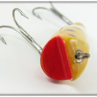 Creek Chub Yellow Spotted Midget Darter