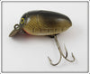 Millsite Gold Scale Black Spots Rattle Bug
