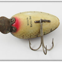 Millsite Gold Scale Black Spots Rattle Bug