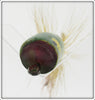 Heddon Green Popper Spook