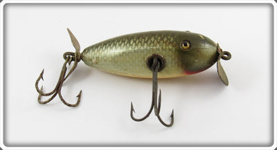 Creek Chub Silver Shiner Baby Injured Minnow