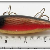 Creek Chub Dace Injured Minnow