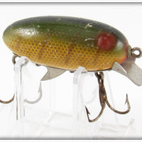 Clark's Perch Red Dent Eye Water Scout