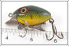 Clarks' Perch Scale Little Eddie