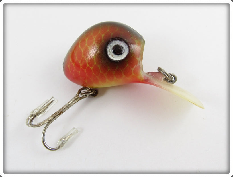 Allen Tackle Or Cooper Red Scale Ubangi