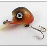 Allen Tackle Or Cooper Red Scale Ubangi
