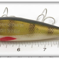 Creek Chub Perch Injured Minnow