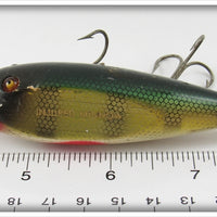 Creek Chub Perch Injured Minnow