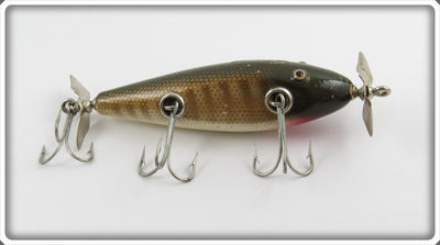 Creek Chub Pikie Scale Injured Minnow