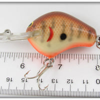 Bagley Dark Crayfish Diving B I DB1