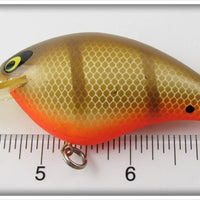 Smithwick Brown Shiner Orange Belly Bo Jack