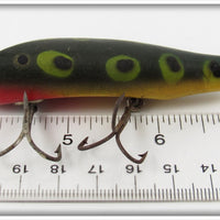 Creek Chub Frog Concave Belly Darter