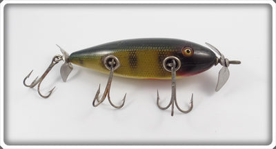 Creek Chub Perch Injured Minnow