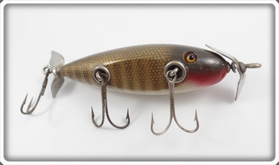 Creek Chub Pikie Scale Injured Minnow