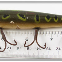 Creek Chub Frog Spot Darter