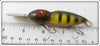 Martin Yellow Perch Lizzard