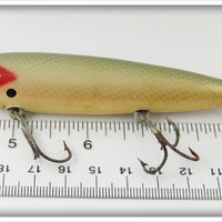 Paw Paw Aristocrat Shiner